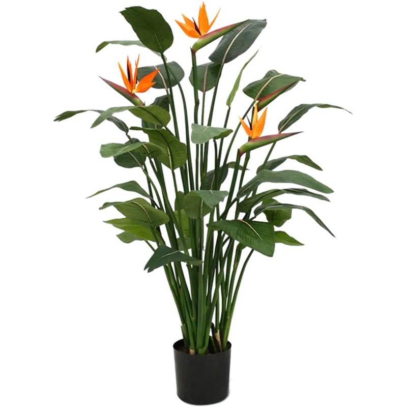Strelitzia Nicolai