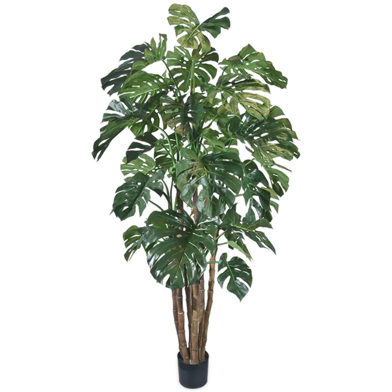 Monstera Deliciosa