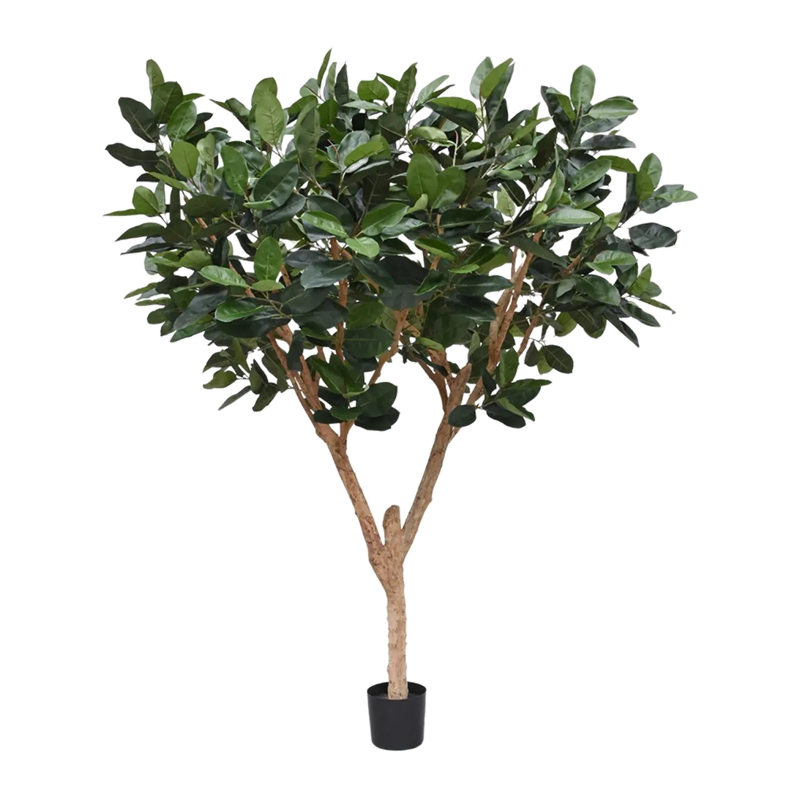 Rubberplant (Ficus Elastica Robusta)