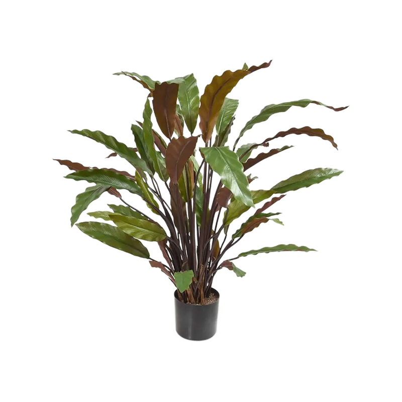 Calathea Rufibarba
