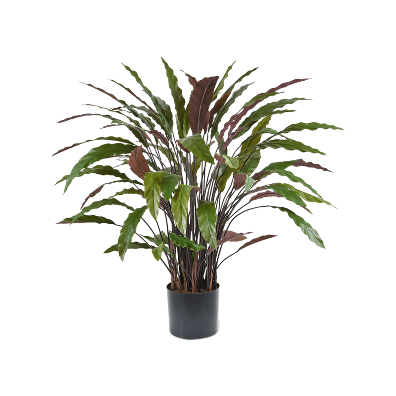 Calathea Rufibarba