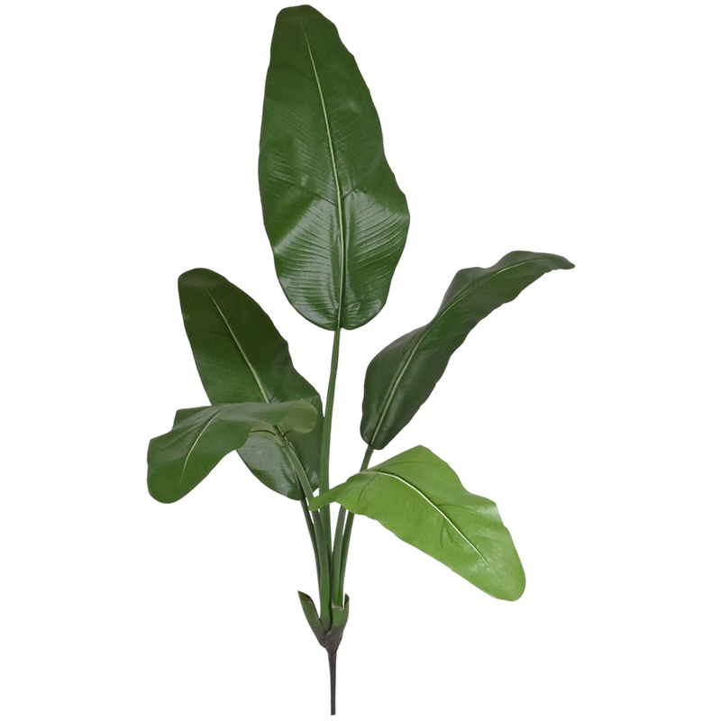 Ravenala Madegascariensis