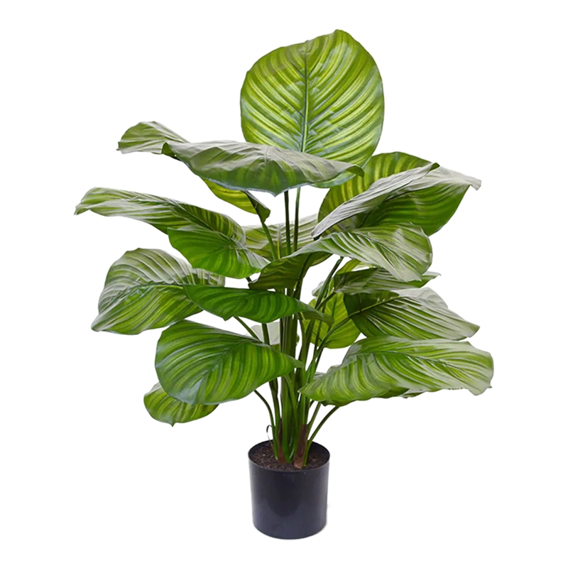 Calathea Fasciata