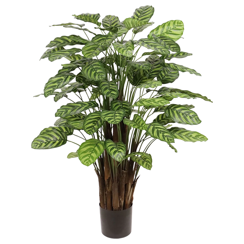Calathea Makoyana