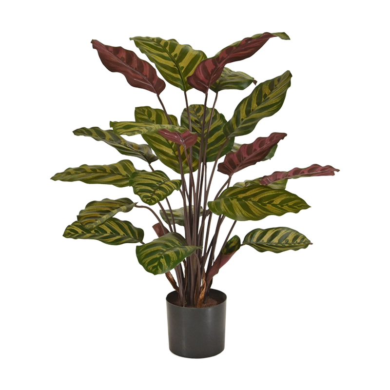 Calathea Makoyana