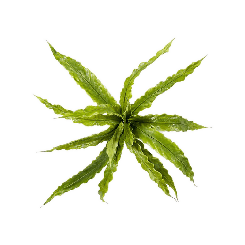 Nestvaren (Asplenium)