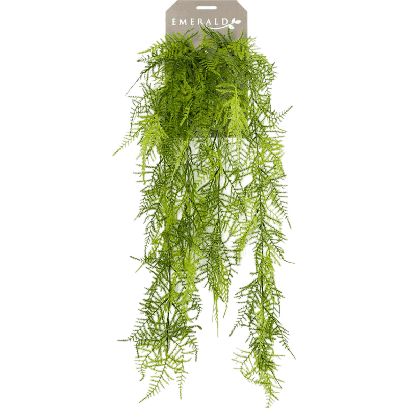 Sierasperge