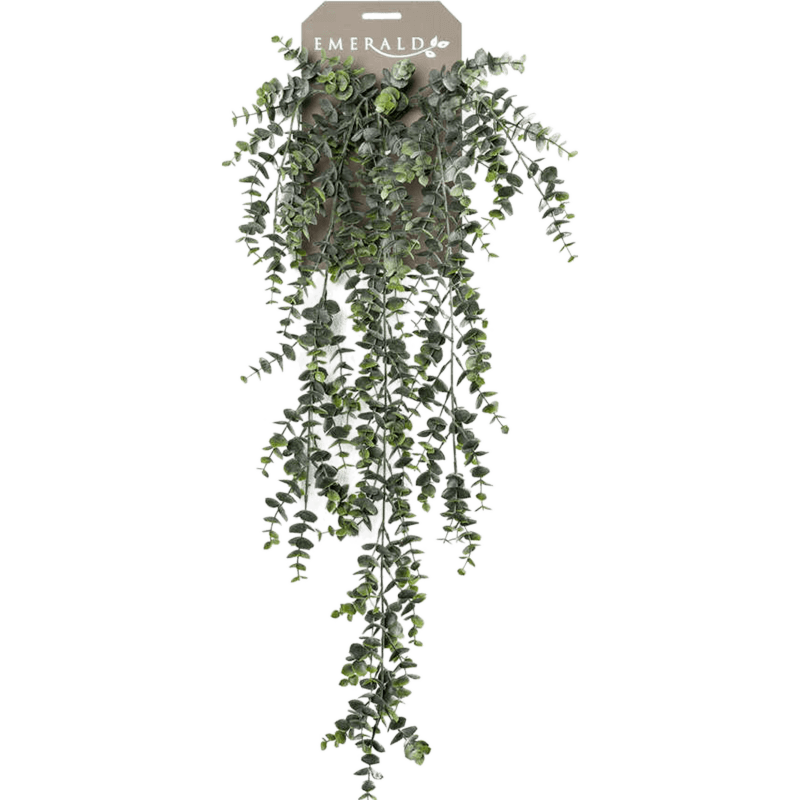Eucalyptus