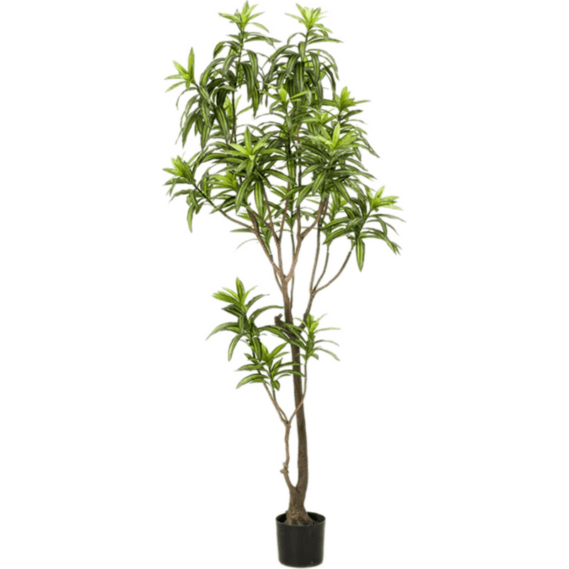 Dracaena
