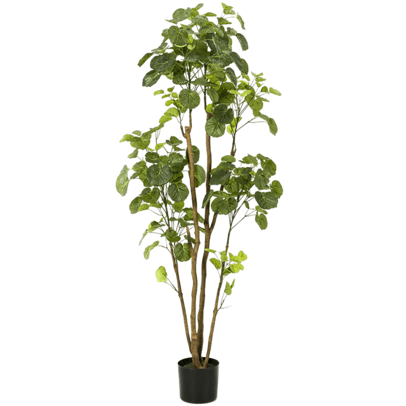 Polyscias