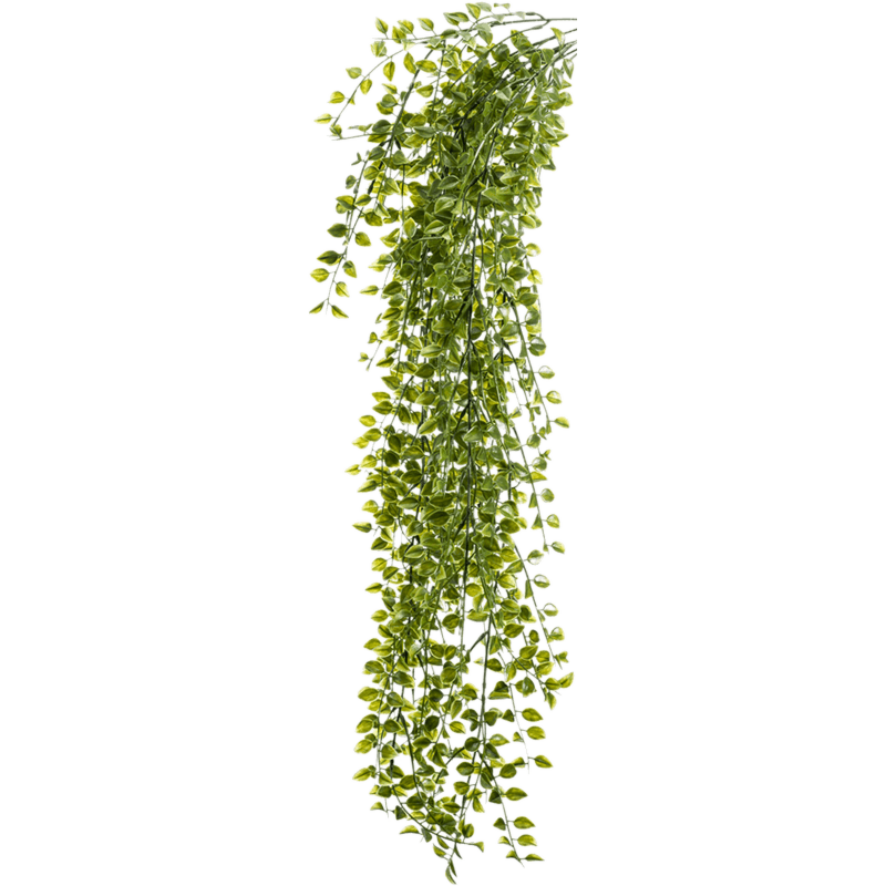 Klimficus