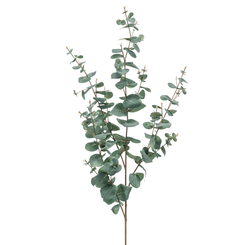 Eucalyptus