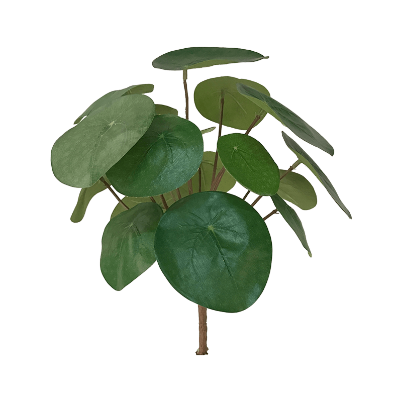 Pannenkoekenplant