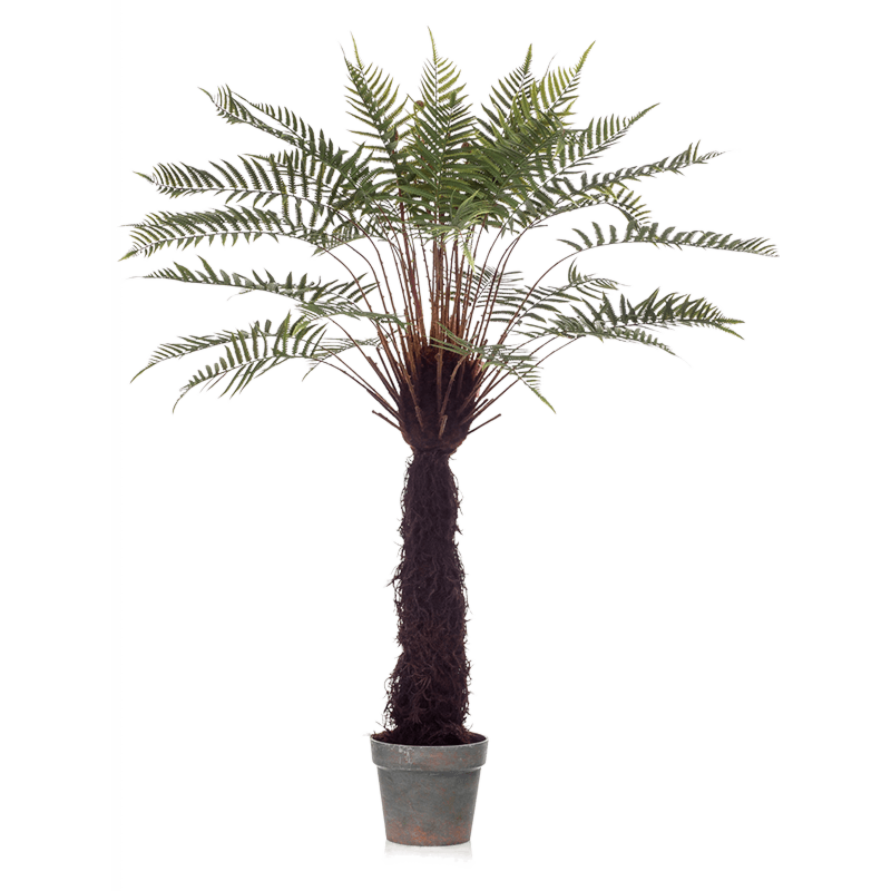 Boomvaren (Dicksonia)