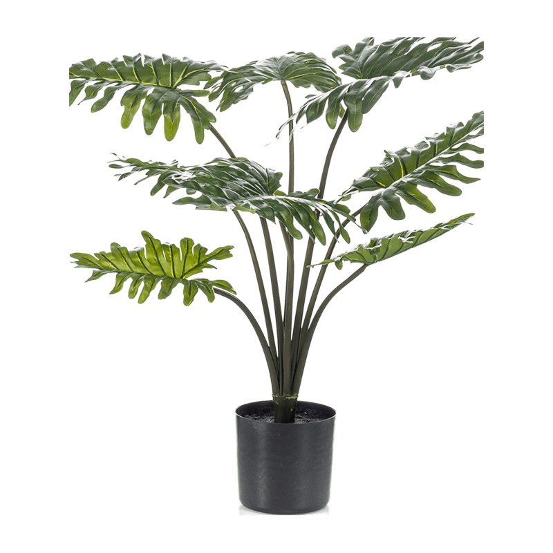 Philodendron