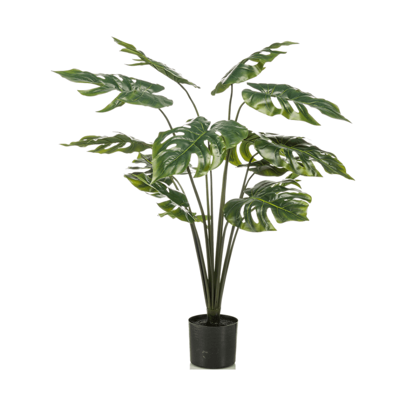Monstera