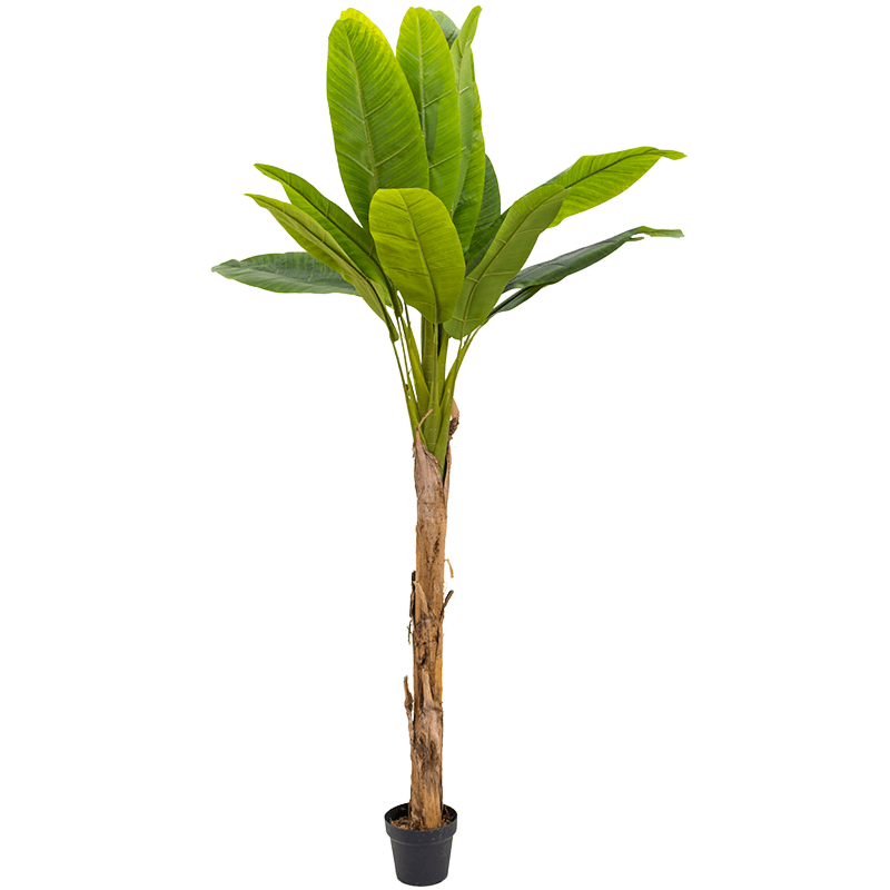 Bananenplant