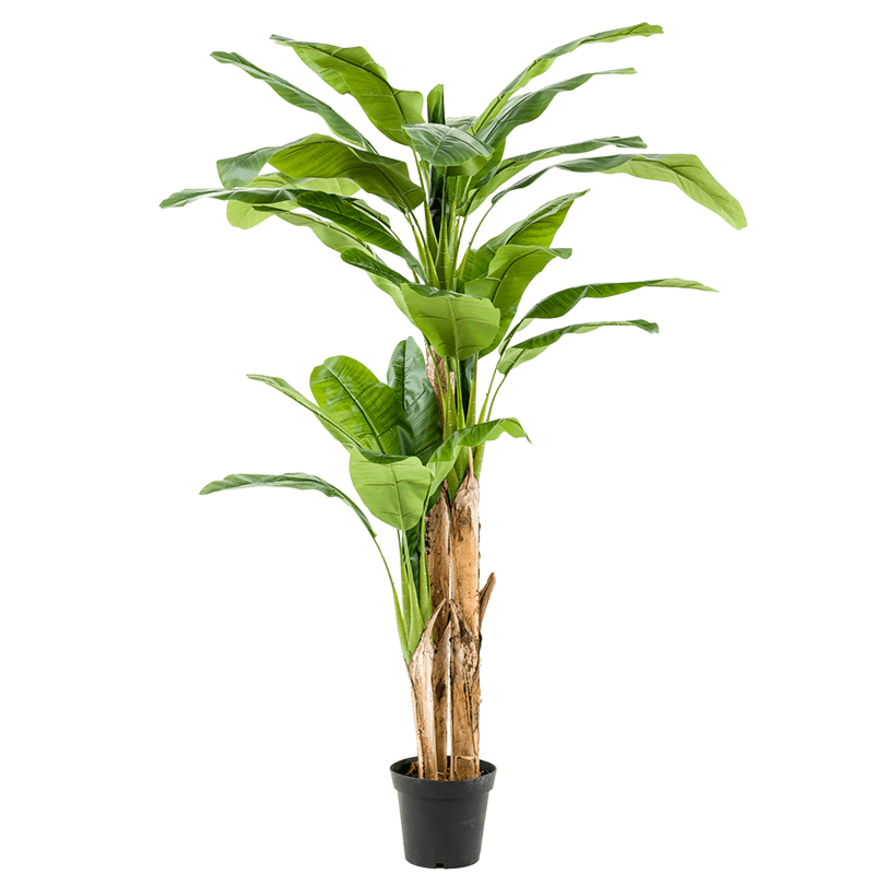 Bananenplant