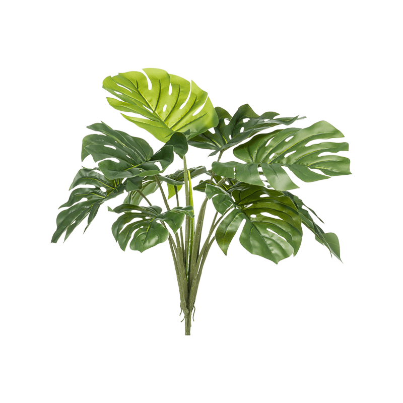 Monstera