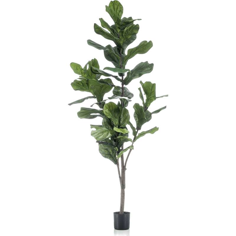 Vioolbladplant