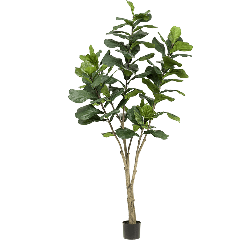 Ficus Lyrata