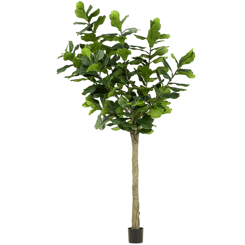 Ficus Lyrata