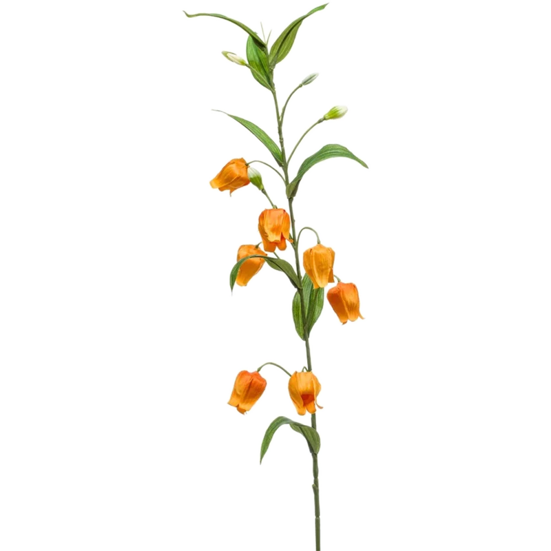 Sandersonia