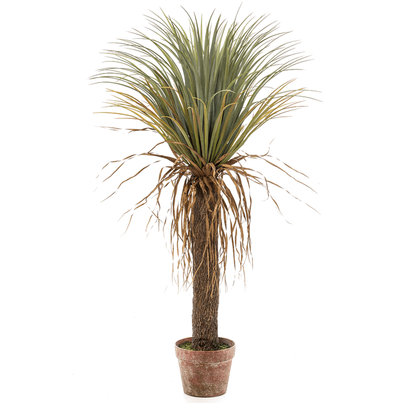 Yucca