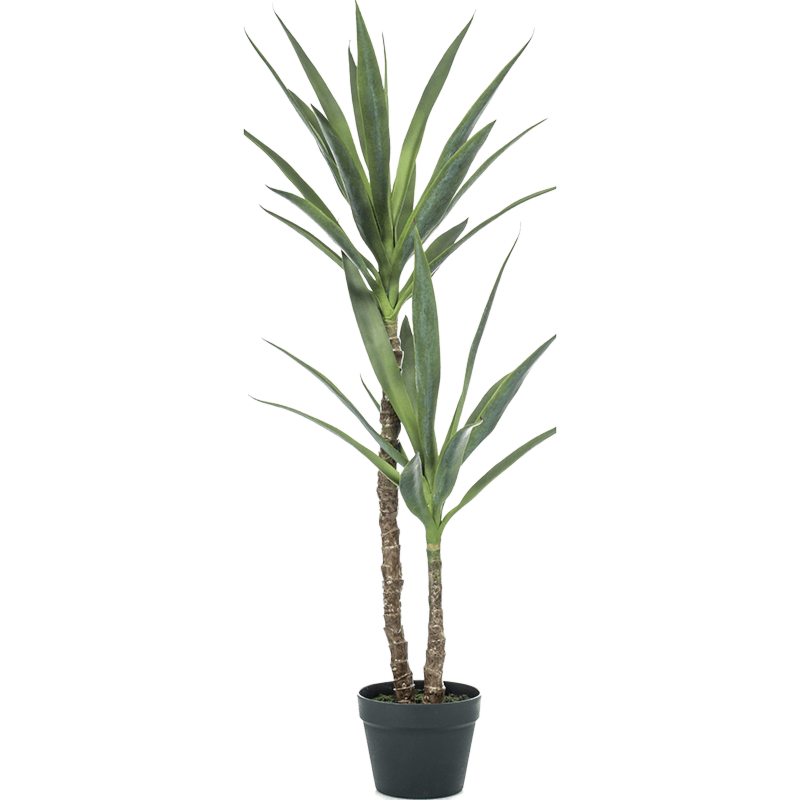 Yucca