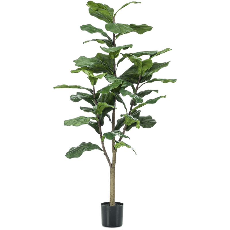 Ficus Lyrata