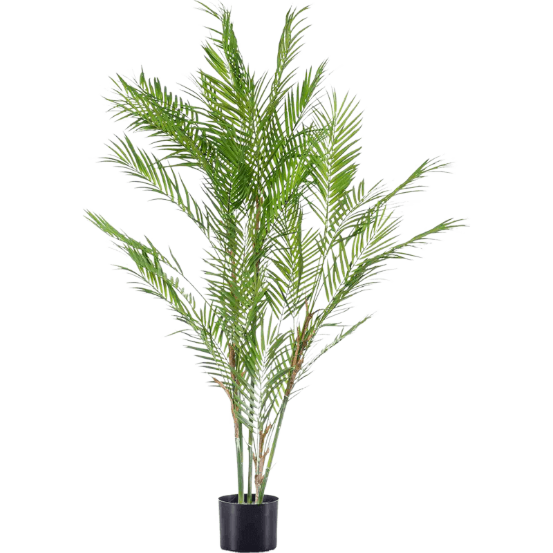 Chamaedorea