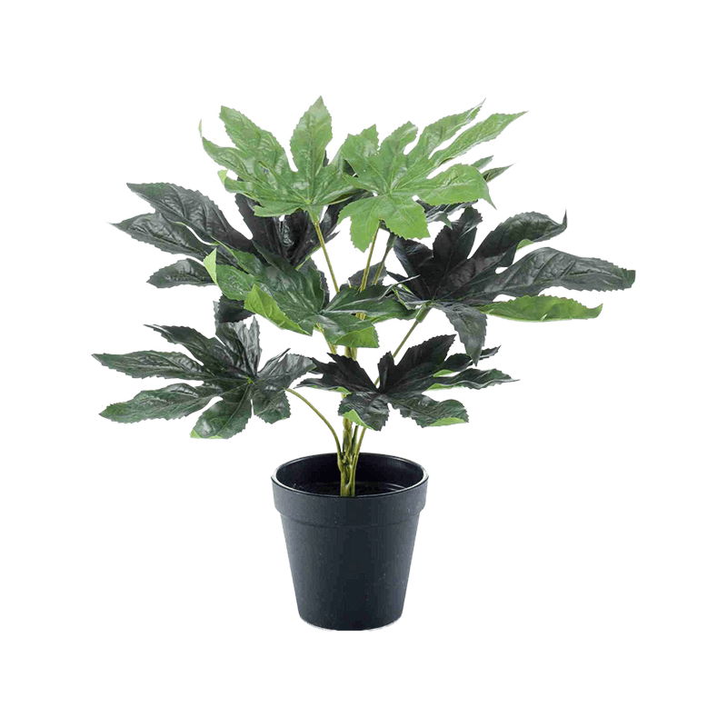 Vingerplant