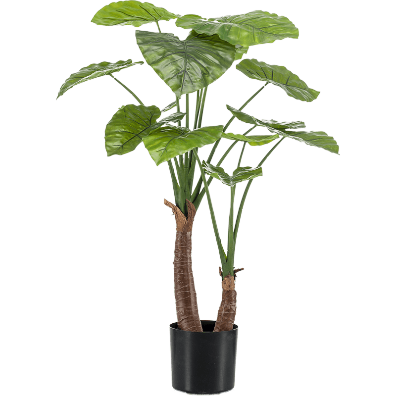 Alocasia
