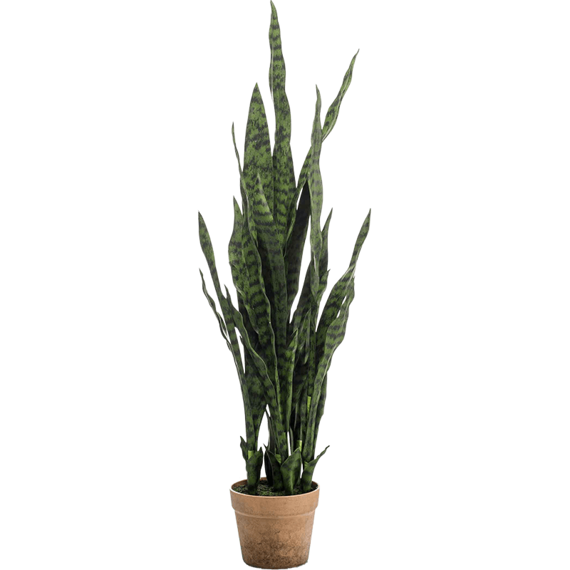 Sansevieria