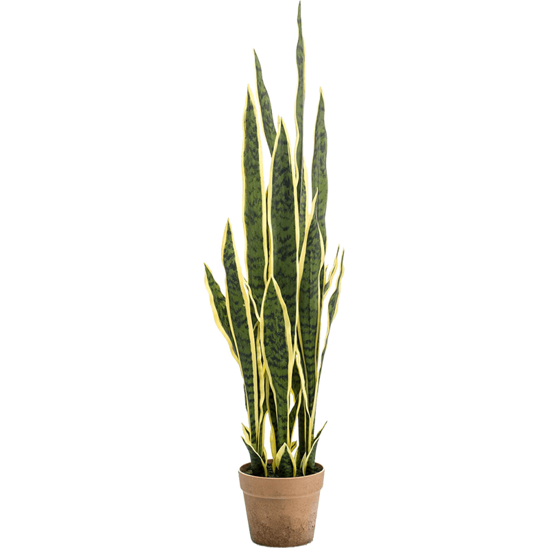 Sansevieria