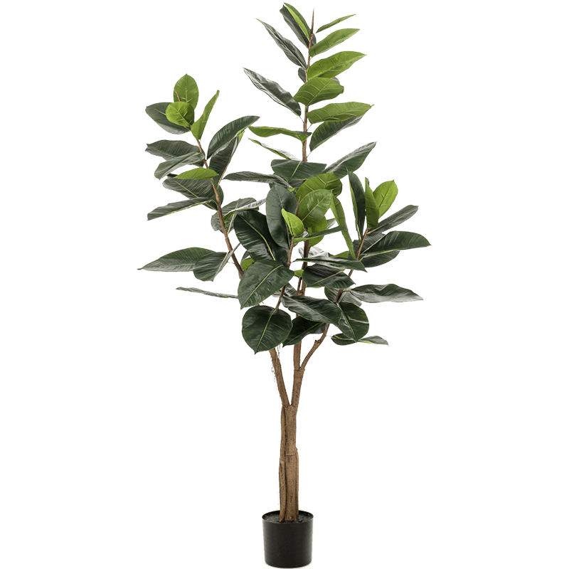 Ficus Elastica