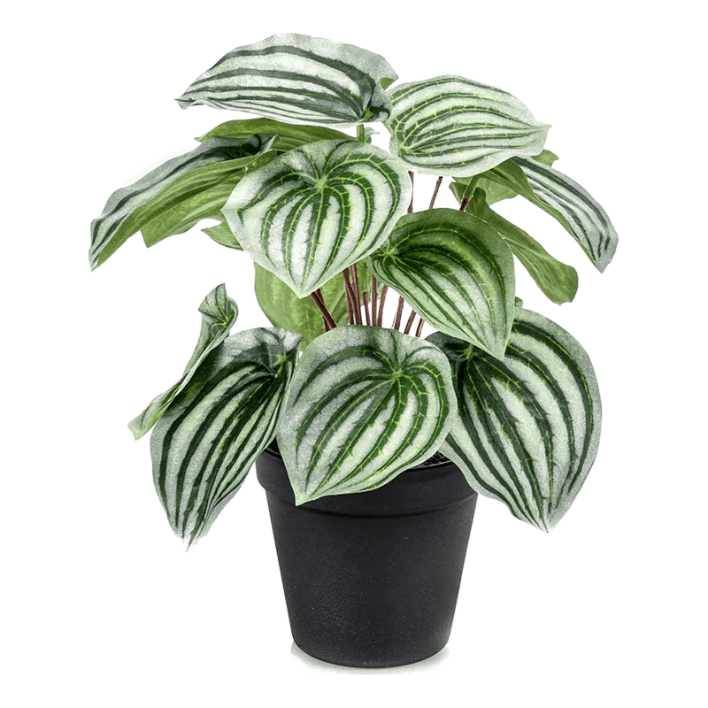 Peperomia