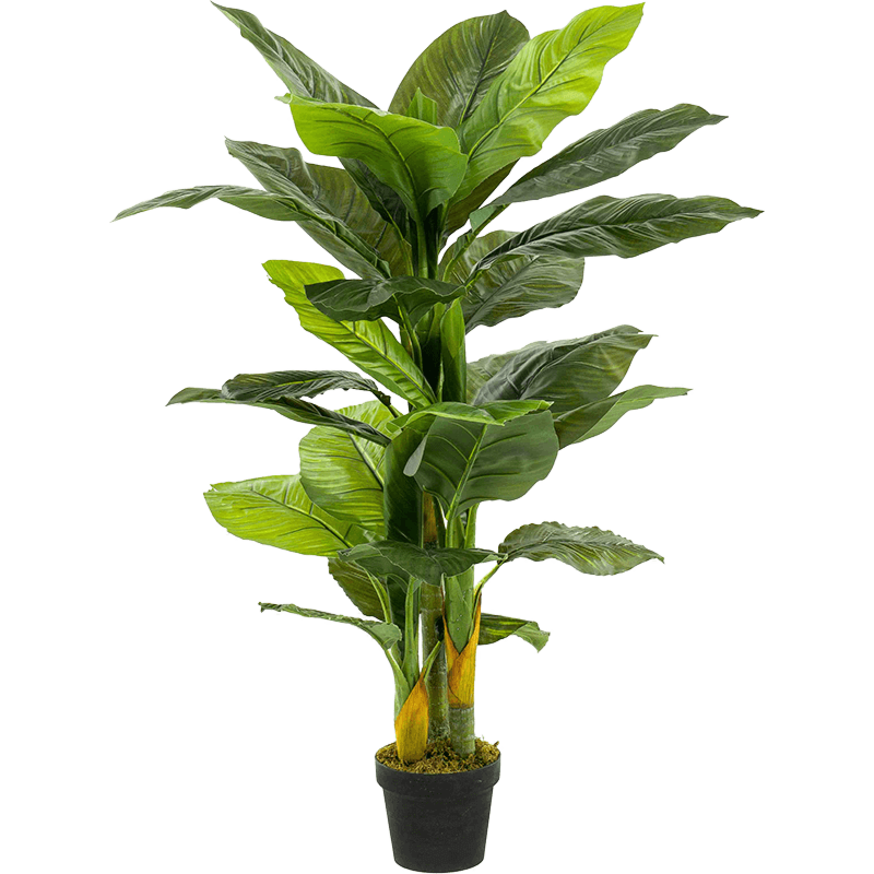 Lepelplant
