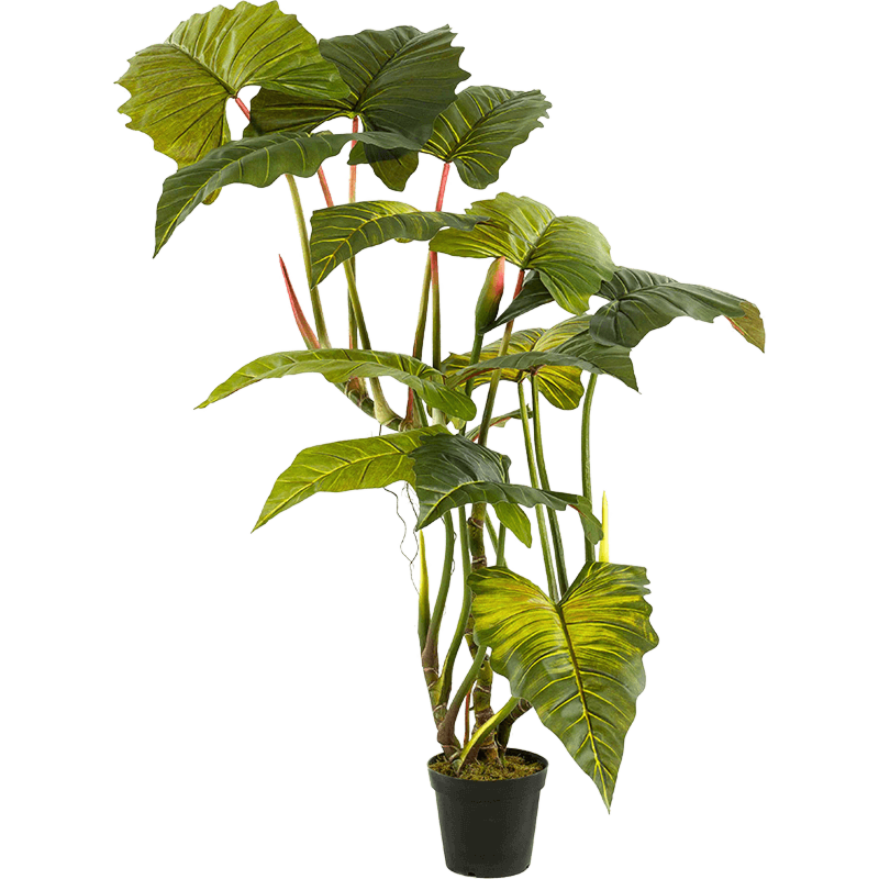 Colocasia