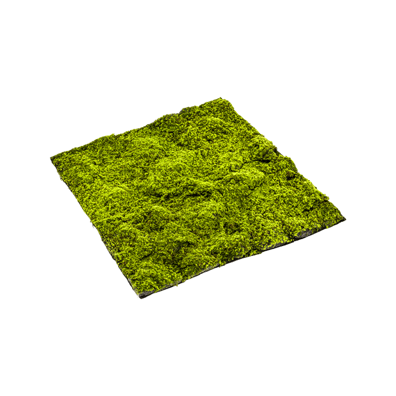 Moss Sphagnum