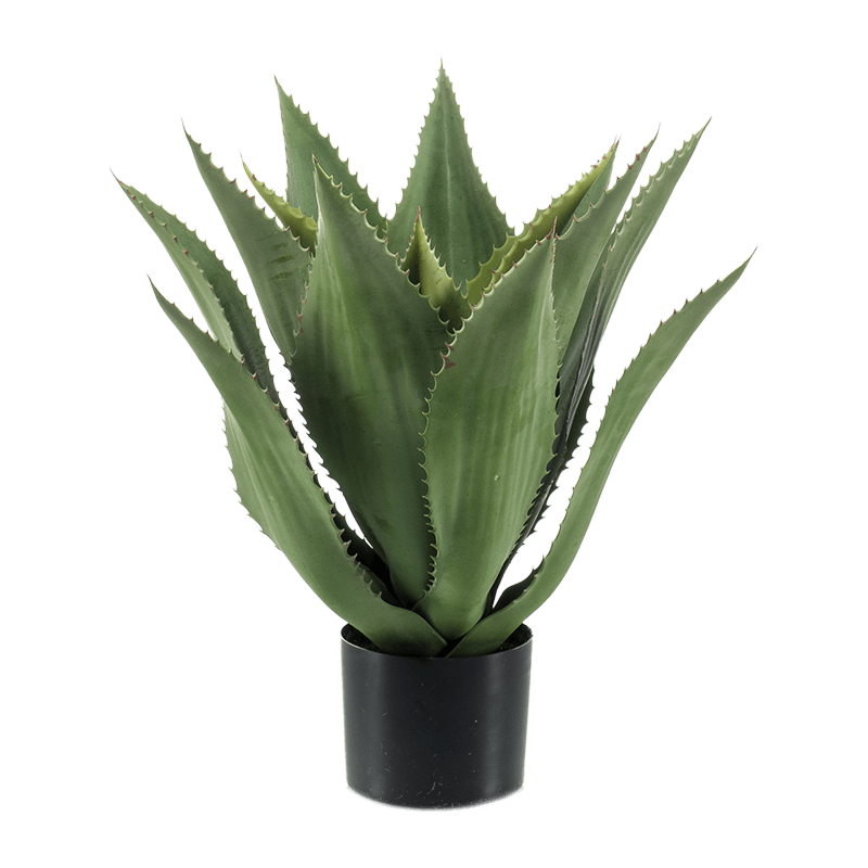 Agave