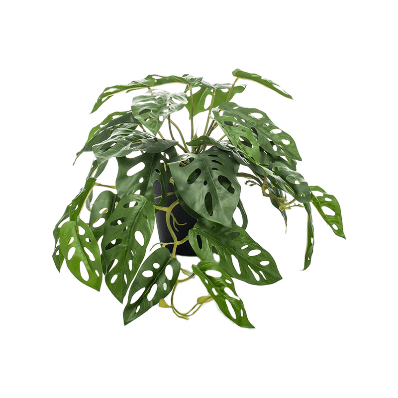 Apenmaskerplant