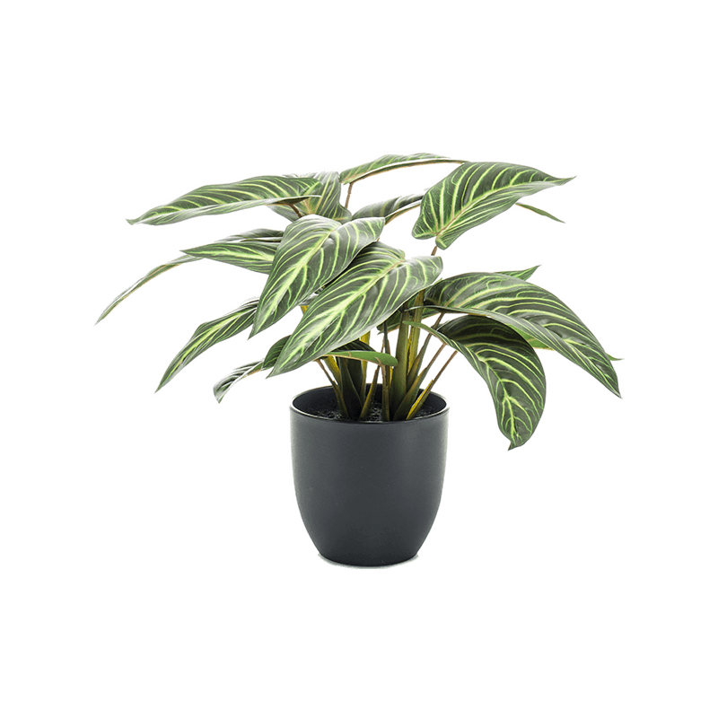 Zebraplant