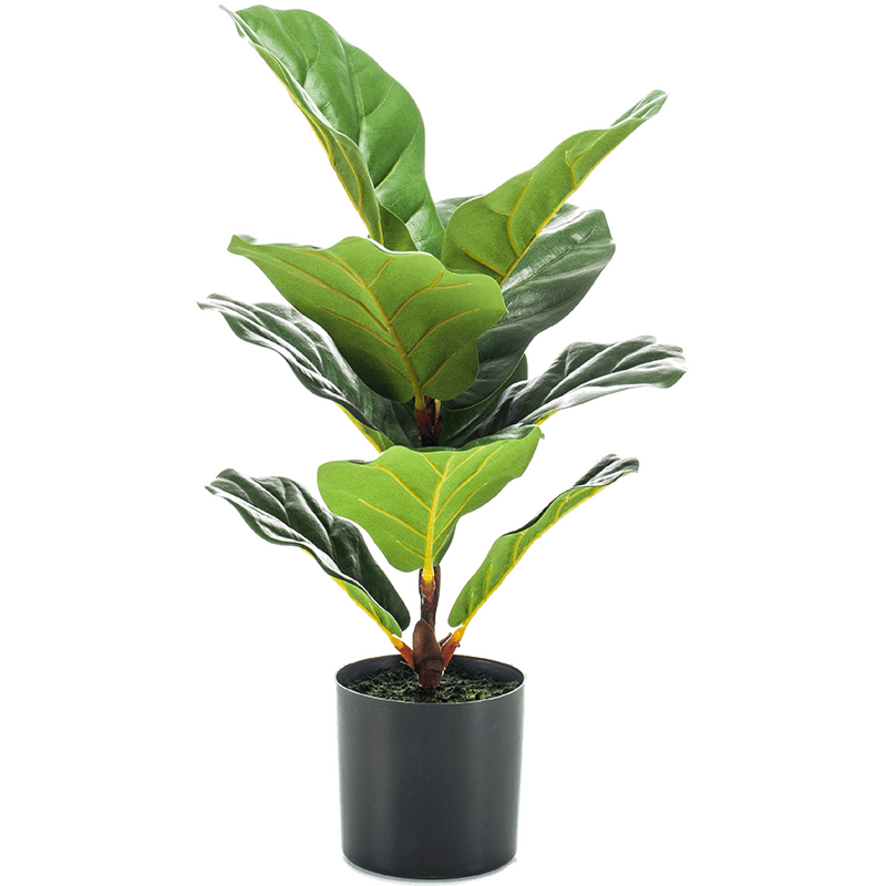 Ficus Lyrata