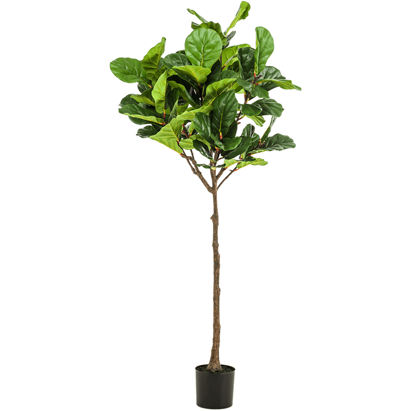 Ficus Lyrata