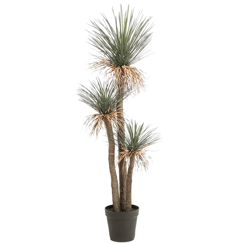 Egelplant