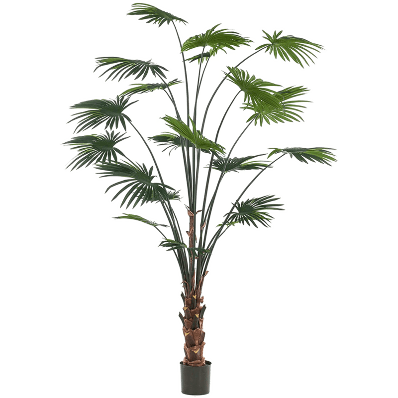 Livistona Palm
