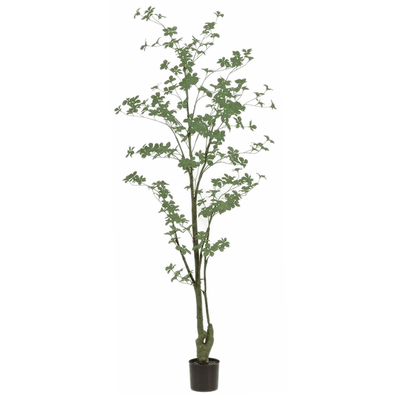 Tropaeolum