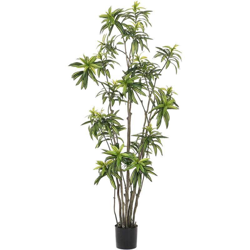 Dracaena