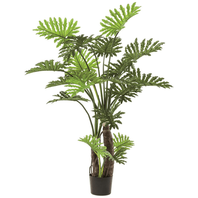 Philodendron Selloum